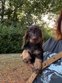 Bassotto pelo duro cuccioli