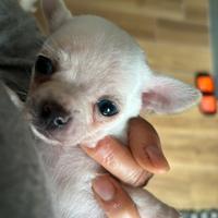 Fantastici cuccioli chihuahua con pedigree