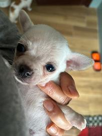 Fantastici cuccioli chihuahua con pedigree