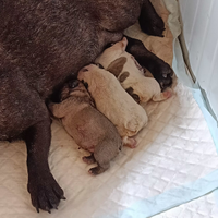 Cuccioli di bulldog francese