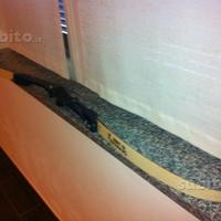 Arco stupendo browning