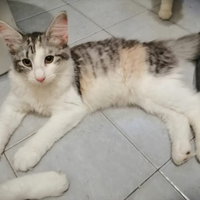 Gatto norvegese delle foreste