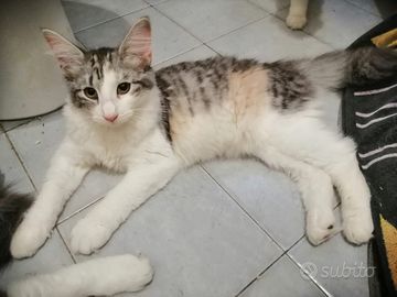 Gatto norvegese delle foreste