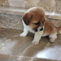 Cuccioli di cane