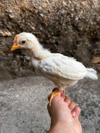 Pulcino livornese