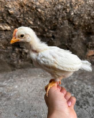 Pulcino livornese