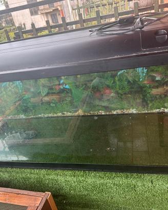 Acquario con pompa esterna