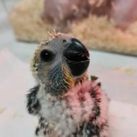 Pappagalli conuri jandaya da imbecco