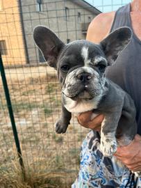 Cucciola bulldog francese blù merle