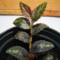 Talee di Procris Repens (terrario) (ex pellionia)