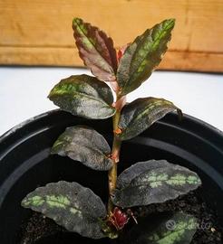 Talee di Procris Repens (Pellionia) da terrario