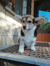 Corgi Welsh corgi pembroke