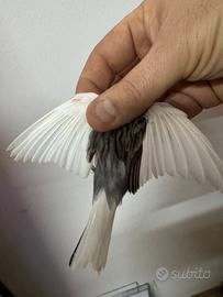 Canarino spagnoletto 2025