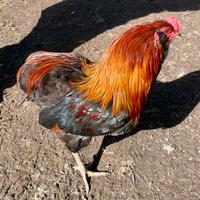 Gallo Araucana