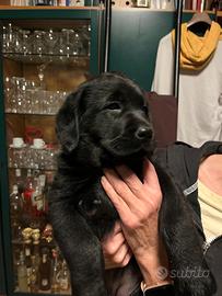 Cucciole labrador retriever nere