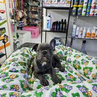 Boull dog francese total blue