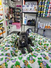 Boull dog francese total blue