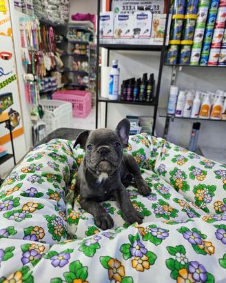 Boull dog francese total blue