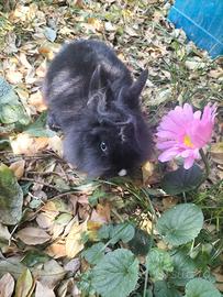 Coniglio testa di leone