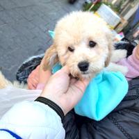 Barboncino nano Cane