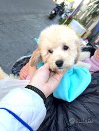 Barboncino nano Cane