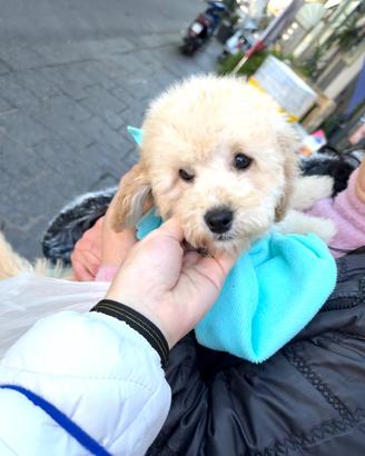 Barboncino nano Cane