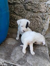 Cuccioli di dogo argentino