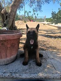 Pastore Belga malinois