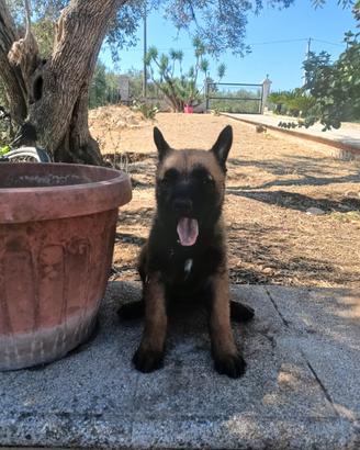 Pastore Belga malinois
