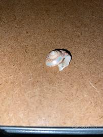 Conchiglia vera lumaca di mare interno madreperla