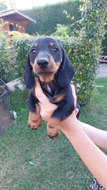 Cuccioli di bassotto