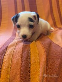 Femmina jack russell terrier