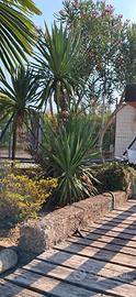 Stupenda YUCCA
