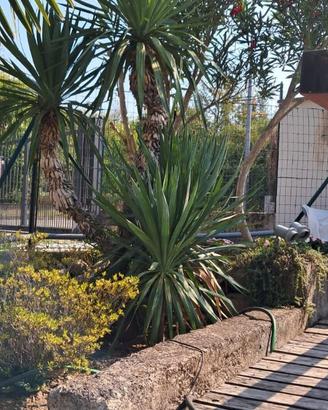 Stupenda YUCCA