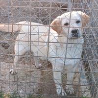 Cucciola di labrador