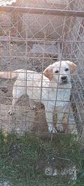 Cucciola di labrador