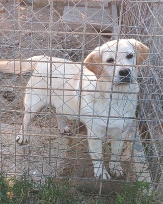 Cucciola di labrador