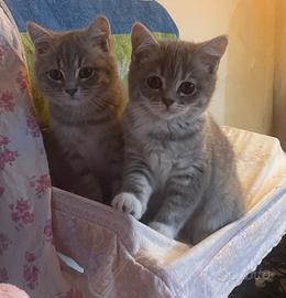 Cucciolo di Scottish straight