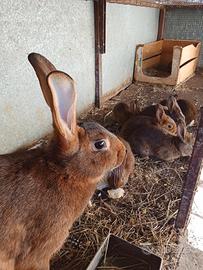 Coniglio lepre belga