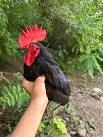 Galli