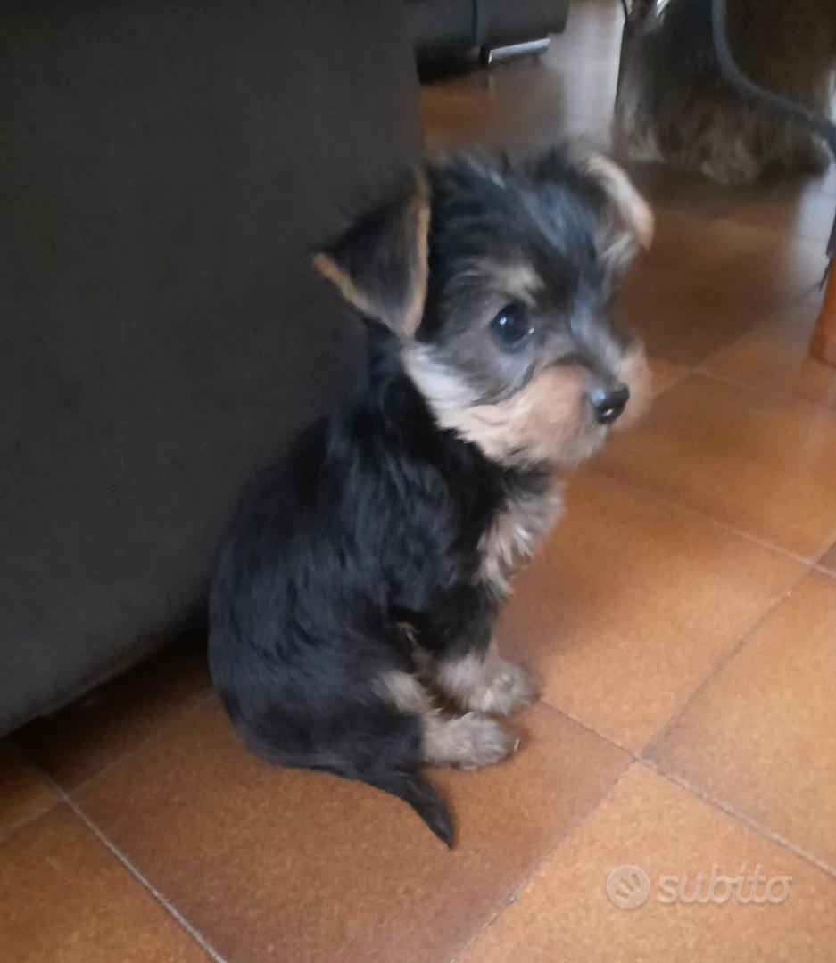 Cuccioli disponibili Animali In vendita a Arezzo