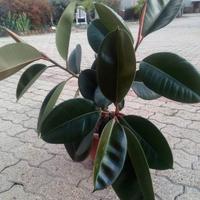 3 piante di ficus