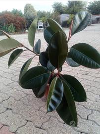 3 piante di ficus