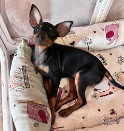 Cuccioli di pinscher