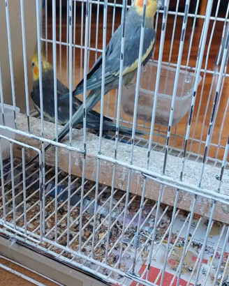 Uccellini
