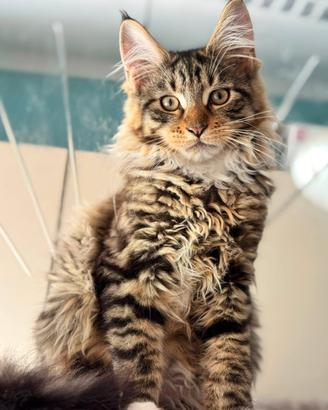 Gatti maine coon