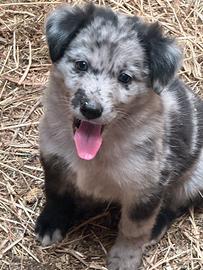 Prenotazioni per Lagorai Con Certificato Enci