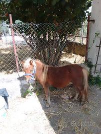 Mini pony