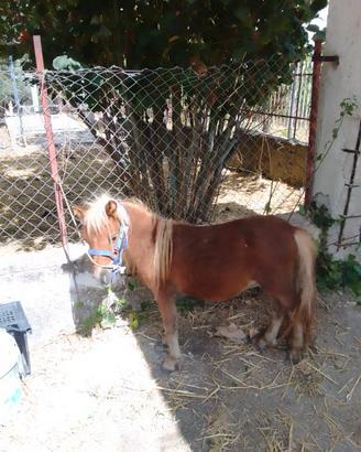 Mini pony