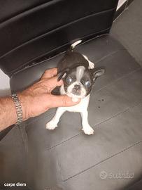 Mini chihuahua Toy maschio